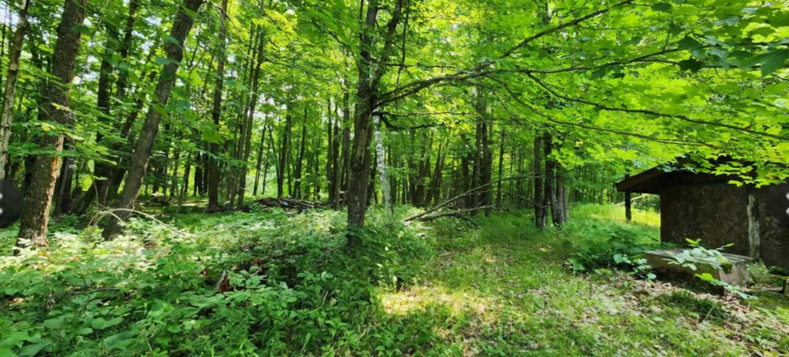 View of land behind the house.