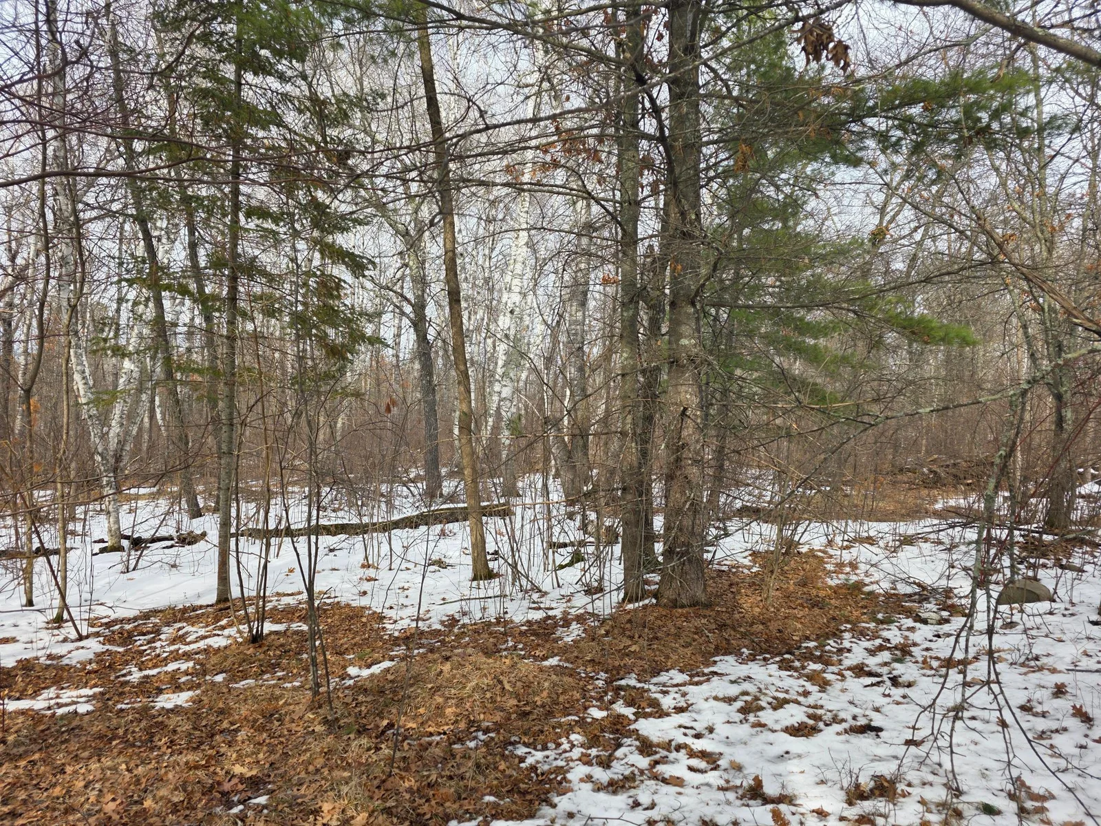 Wooded Area behing cabins.jpg
