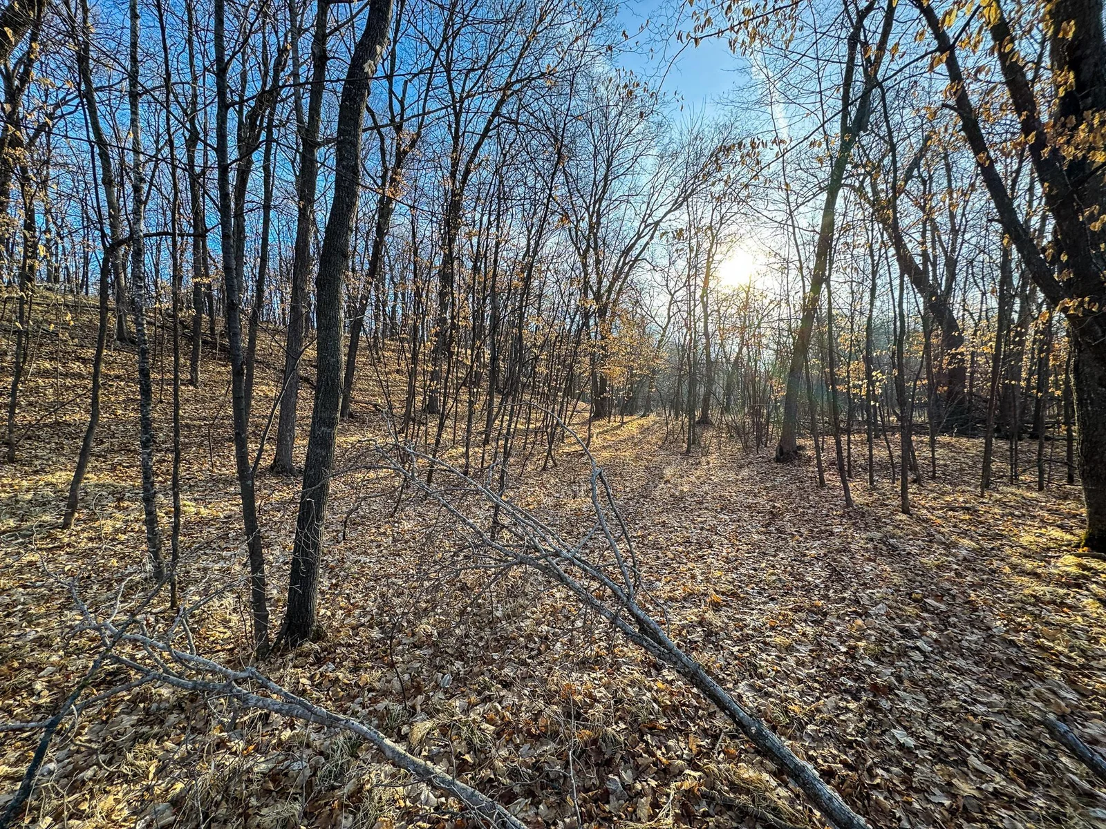 Wooded Land
