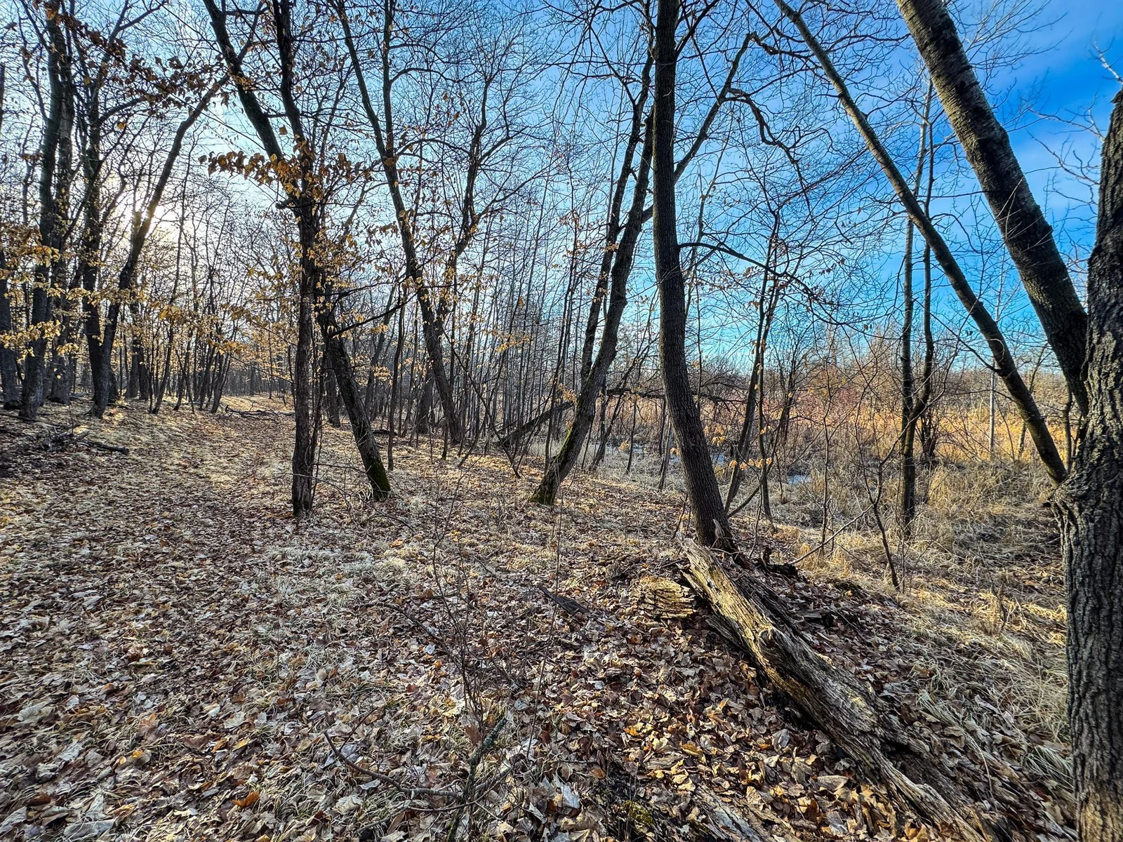 Wooded Land