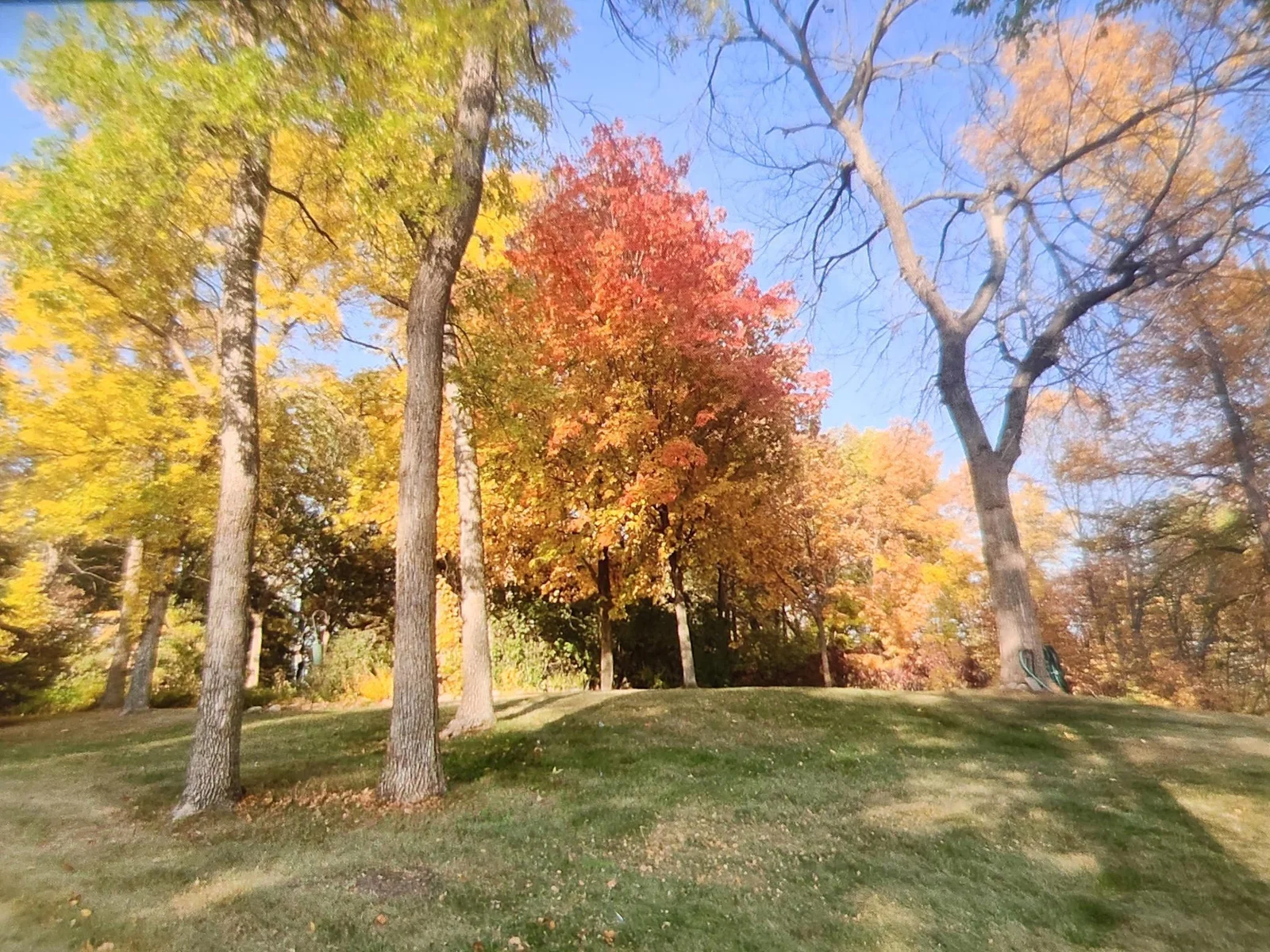 Beautiful treed lot