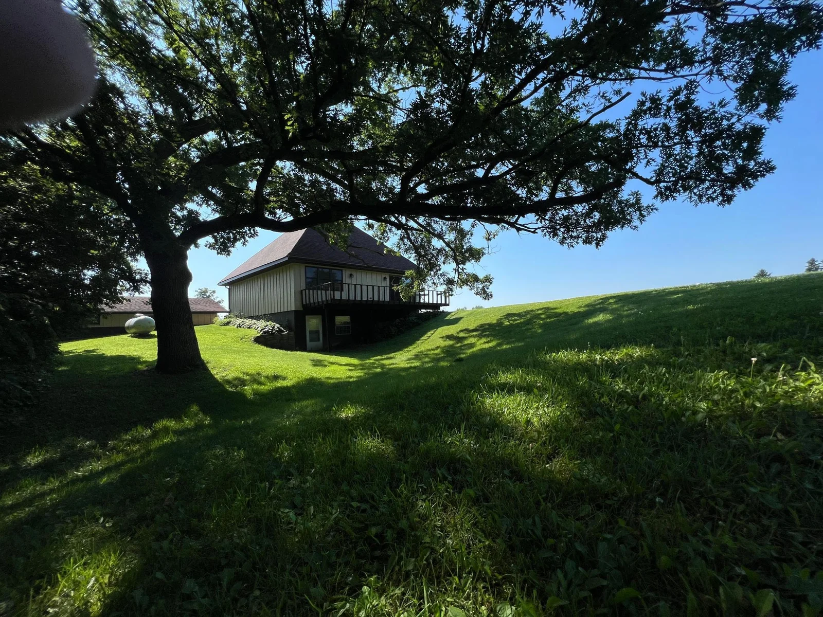 That is a LARGE oak tree