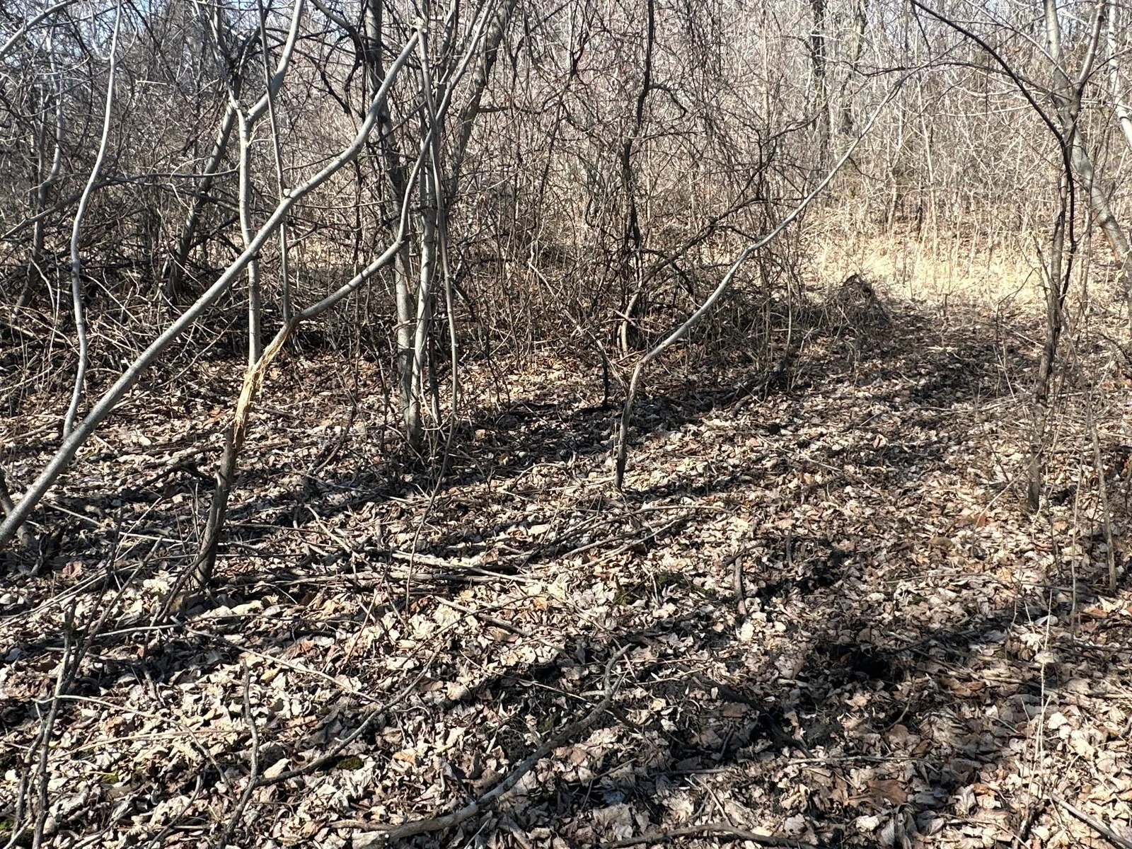 IMG_3134.JPG