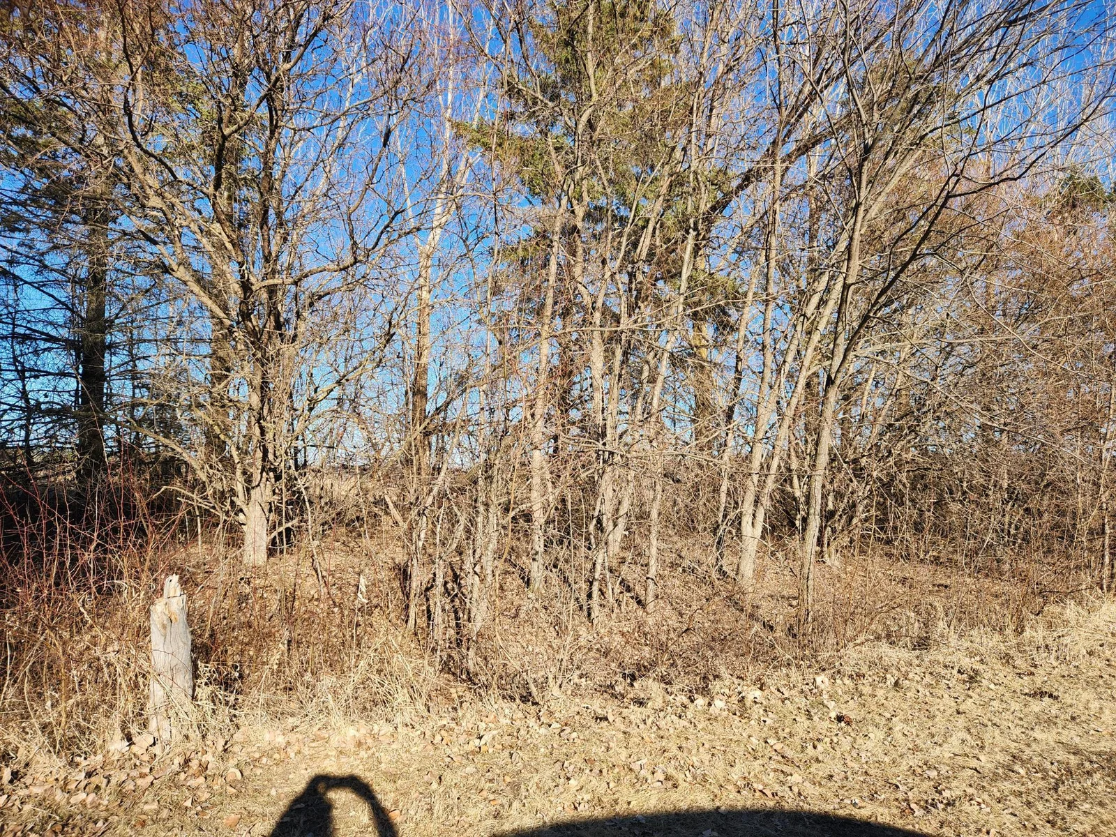 Adjacent wooded lot