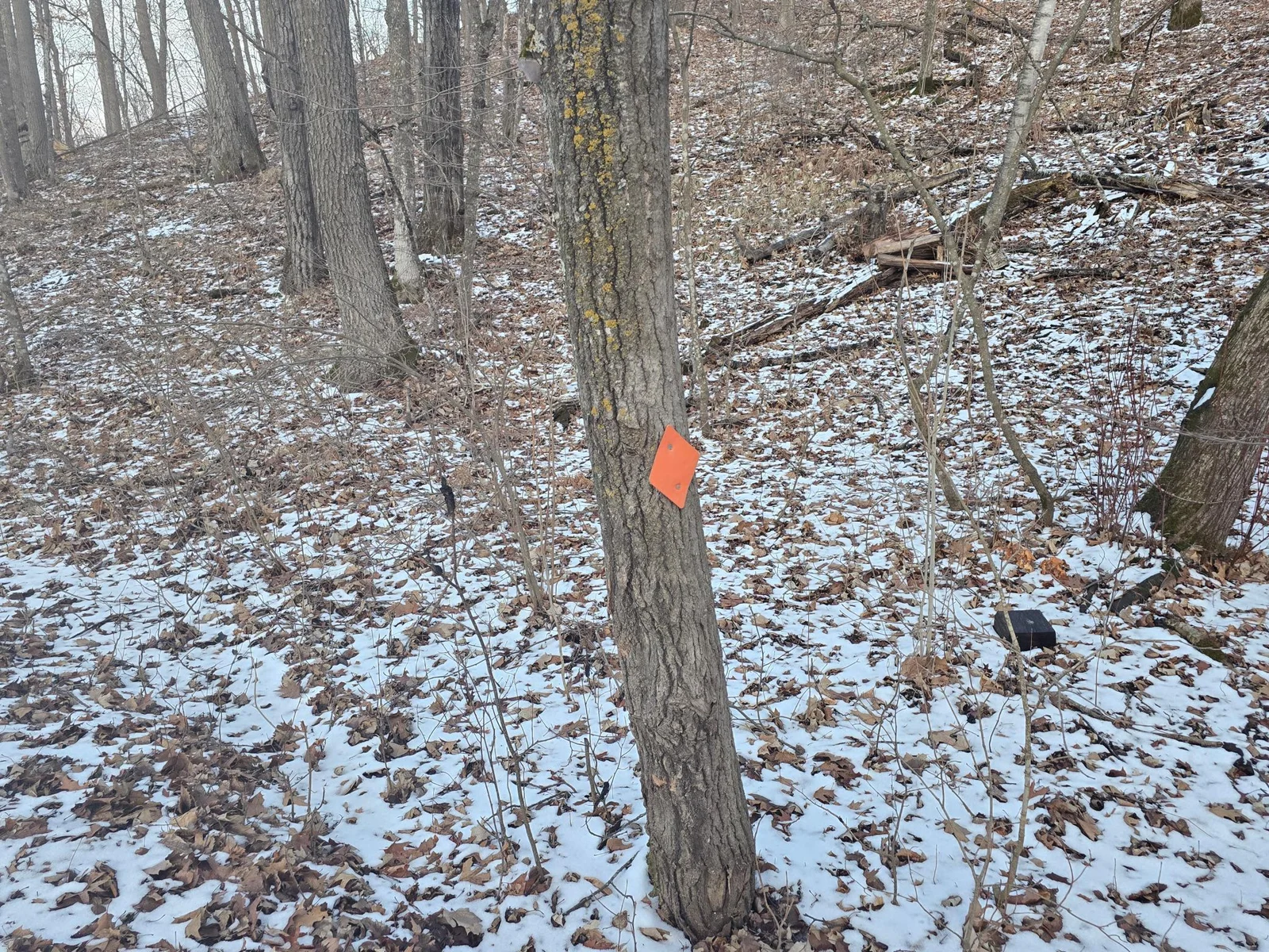 Snowmobile trail