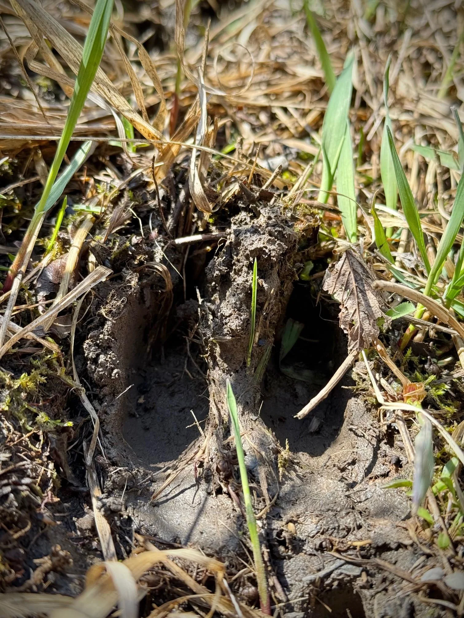 Deer trails and tracks abound.