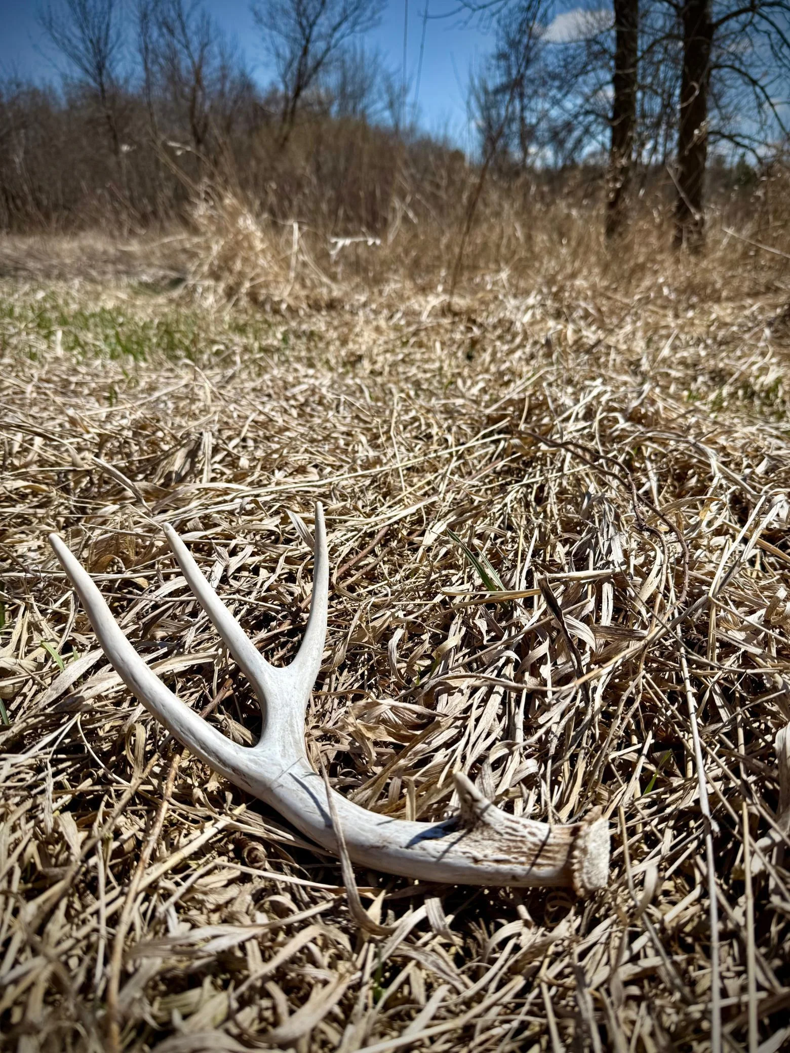 Deer shed found on April 21, 2025.