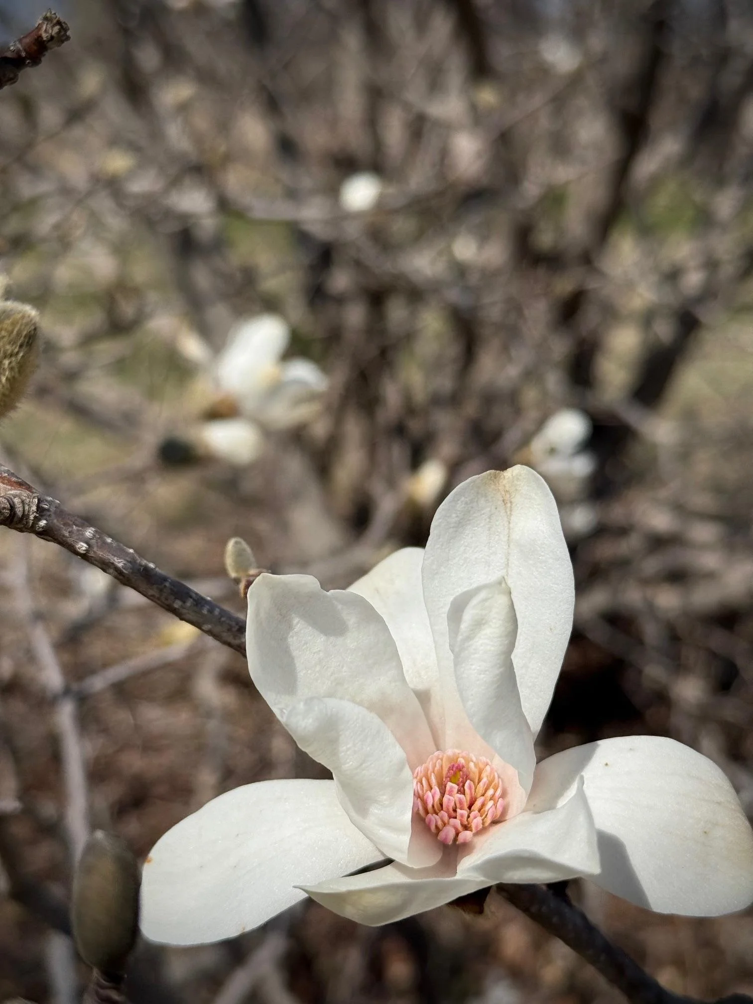 Magnolia trees in front and back of the home are in bloom.