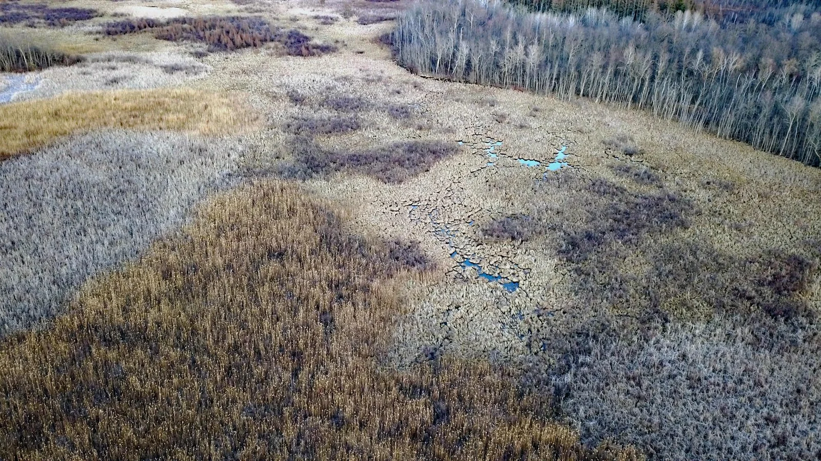 Marshland.jpg