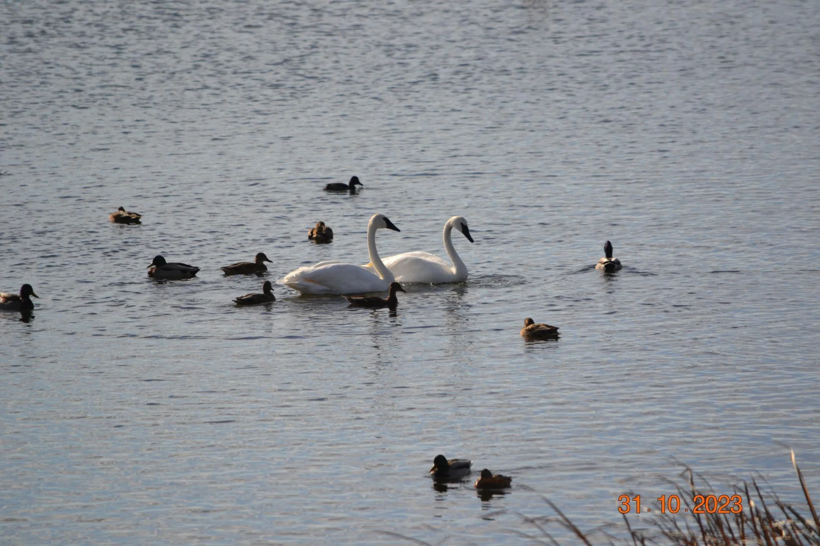 Ham Lake wild life watching