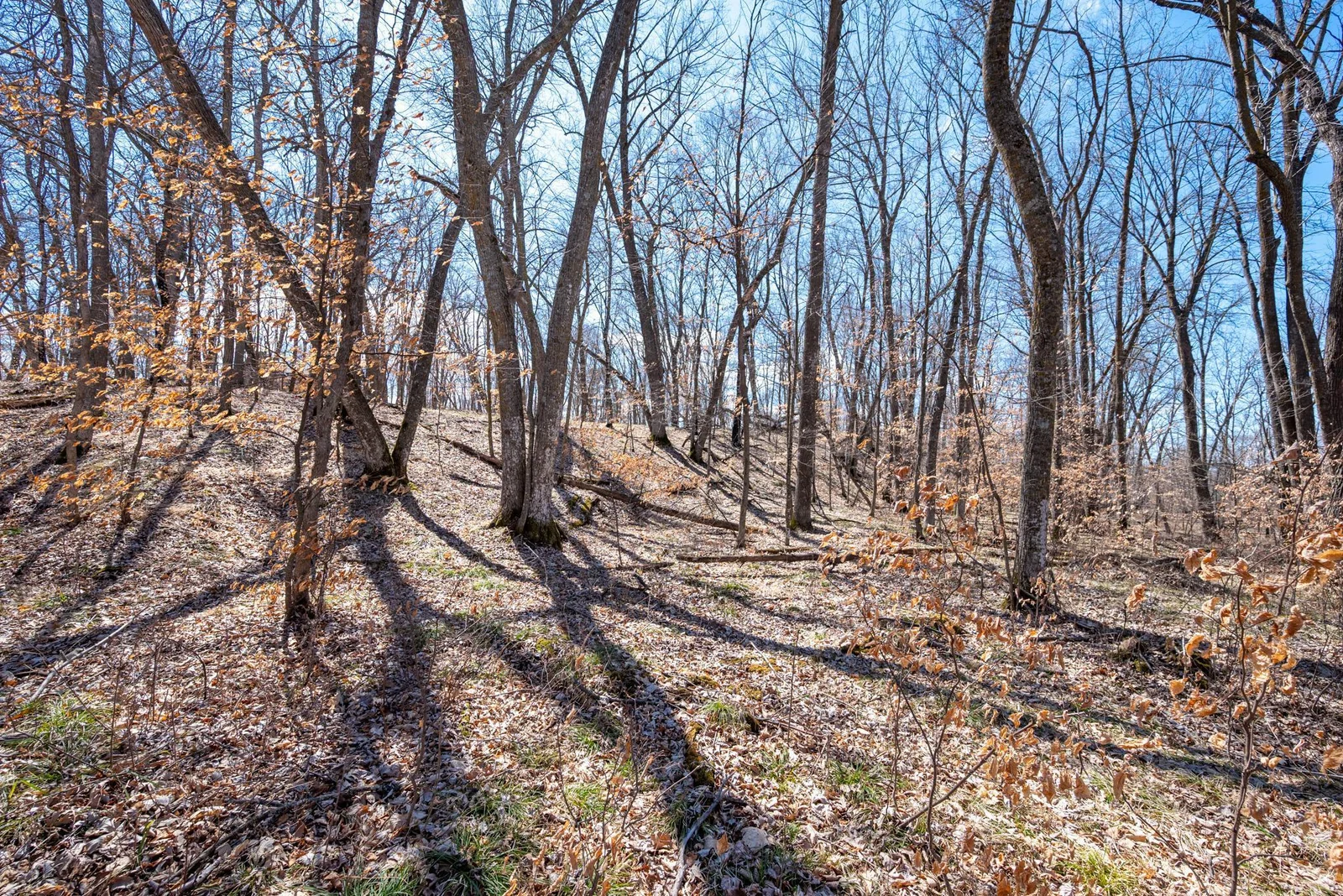 Nice mix of mature trees!