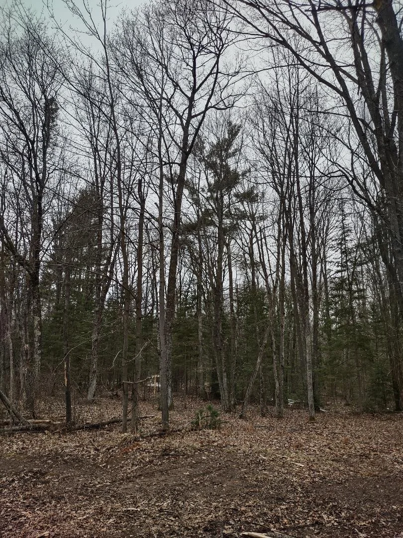 Lot 5 #4.jpg