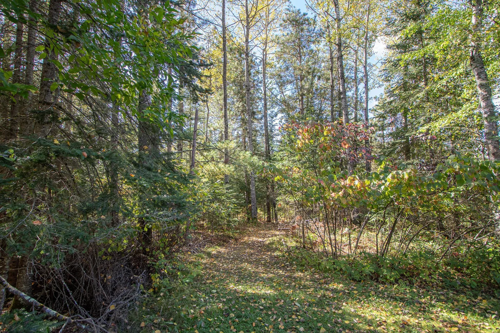 Wooded lot
