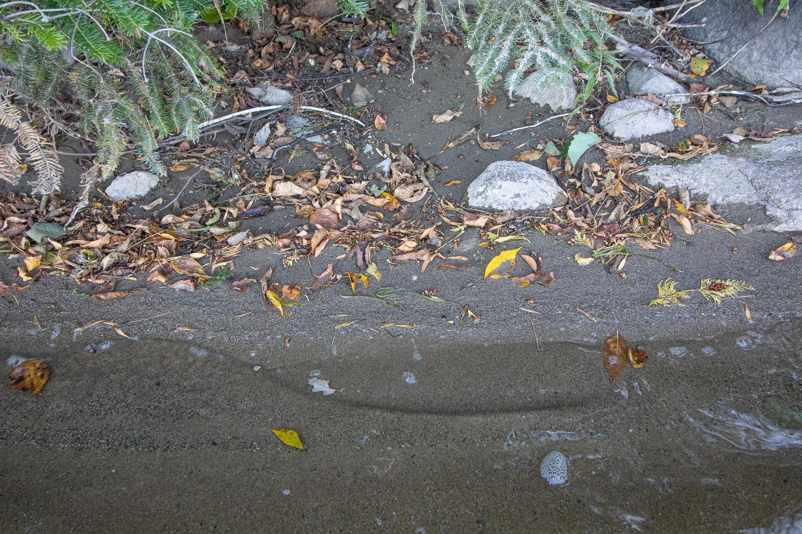 Sandy shoreline