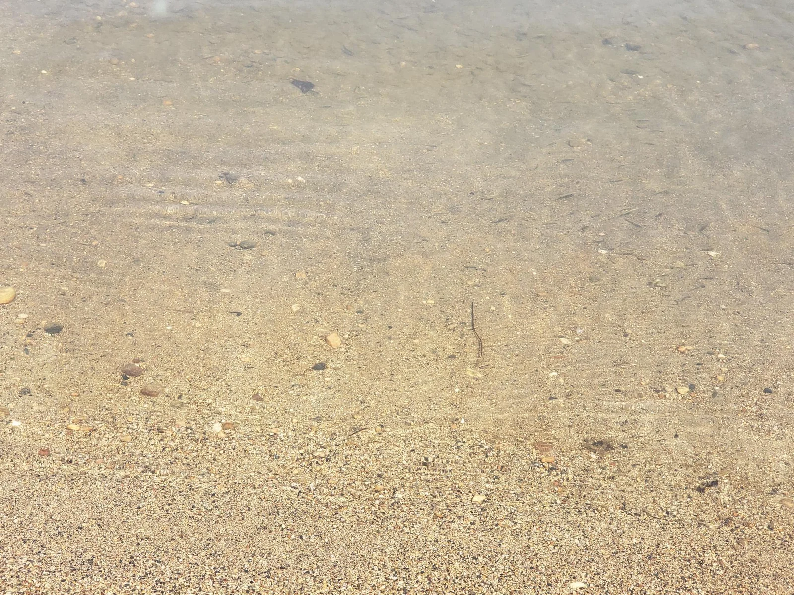 Sandy Swimming Area.jpg