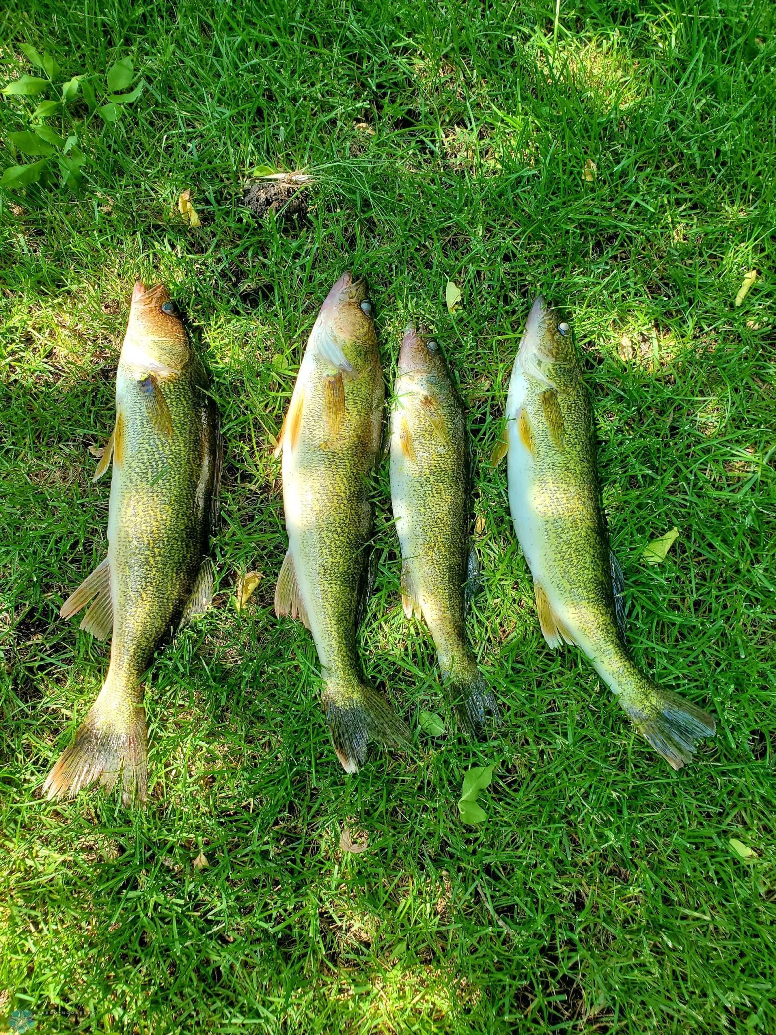 fish.jpg