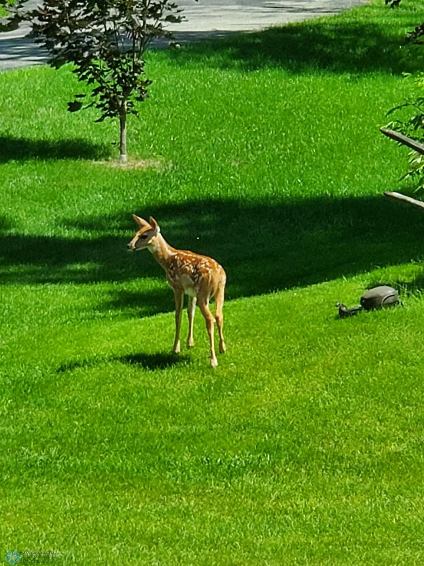 deer.jpg