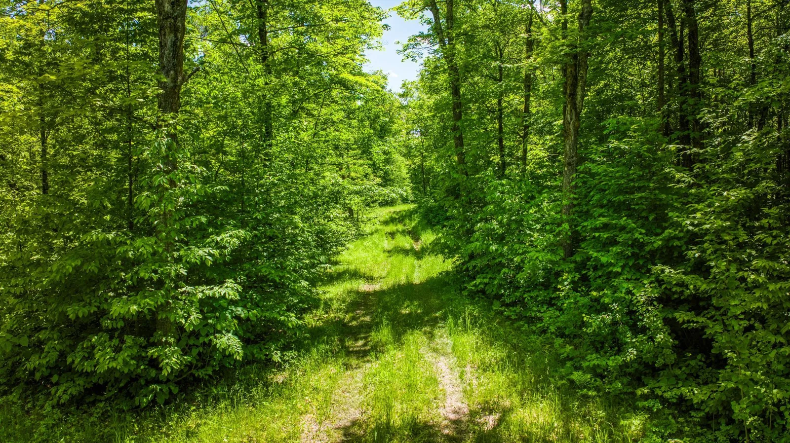 Trails.jpg
