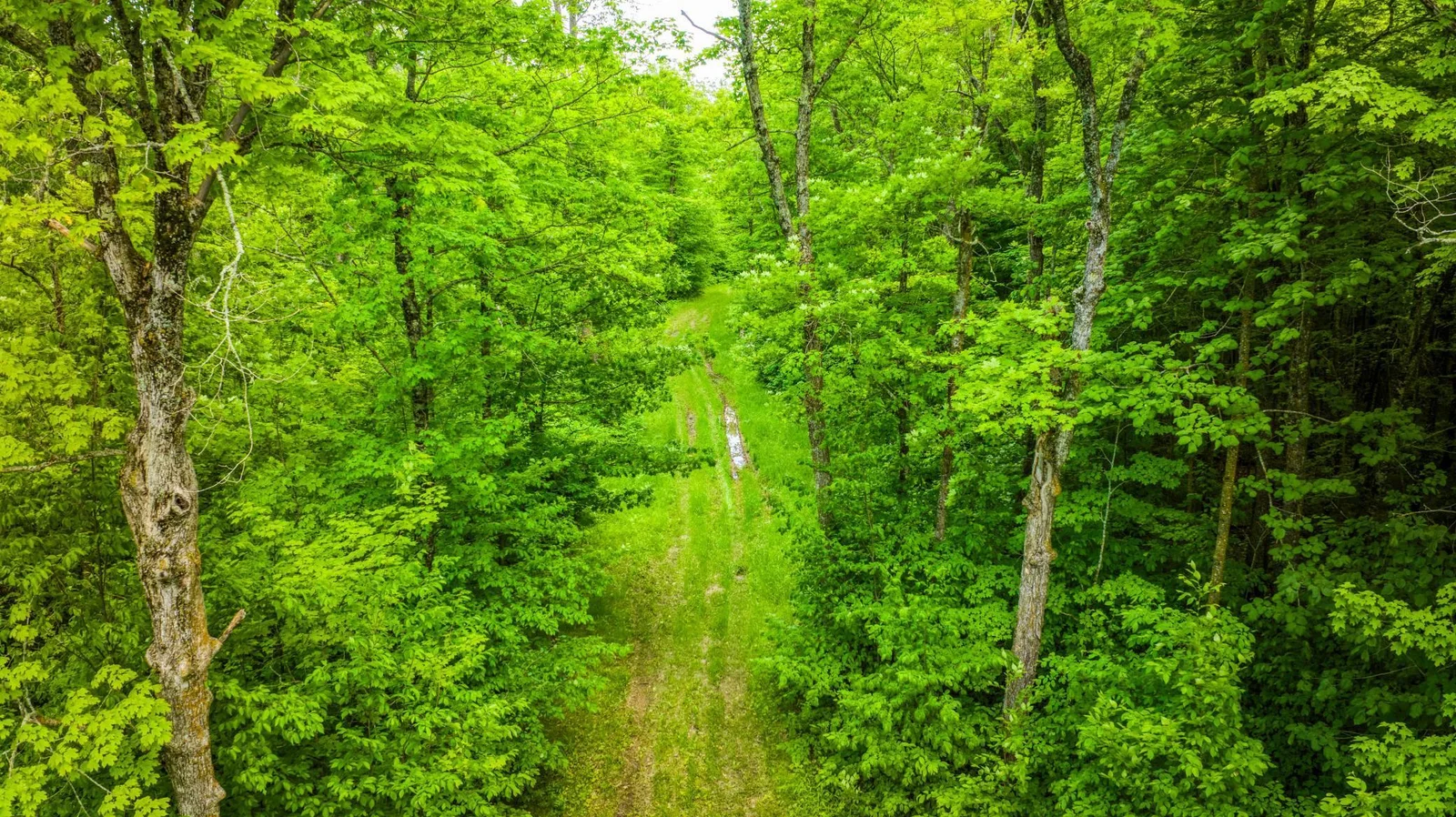 Trails.jpg
