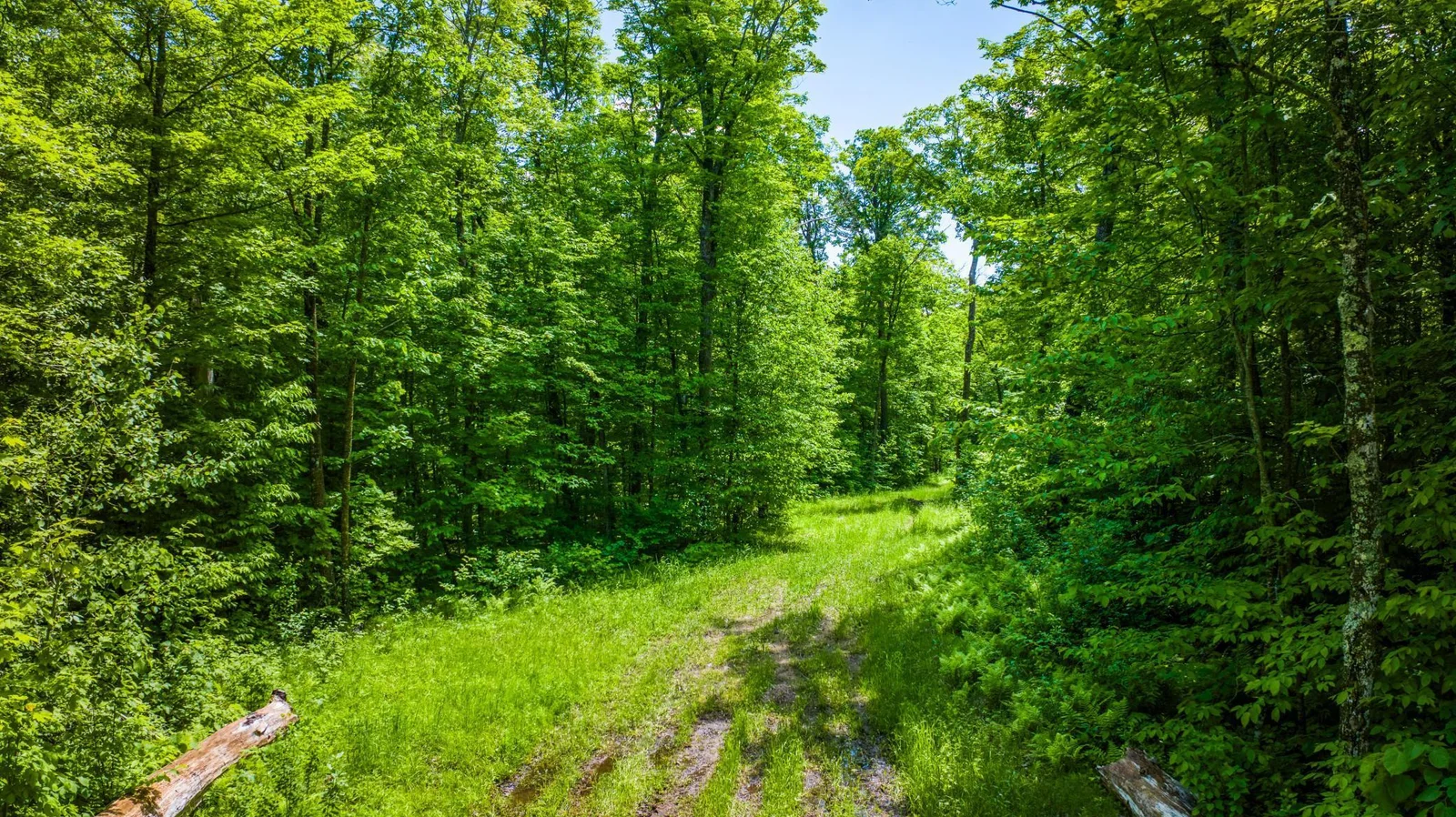 Trails.jpg