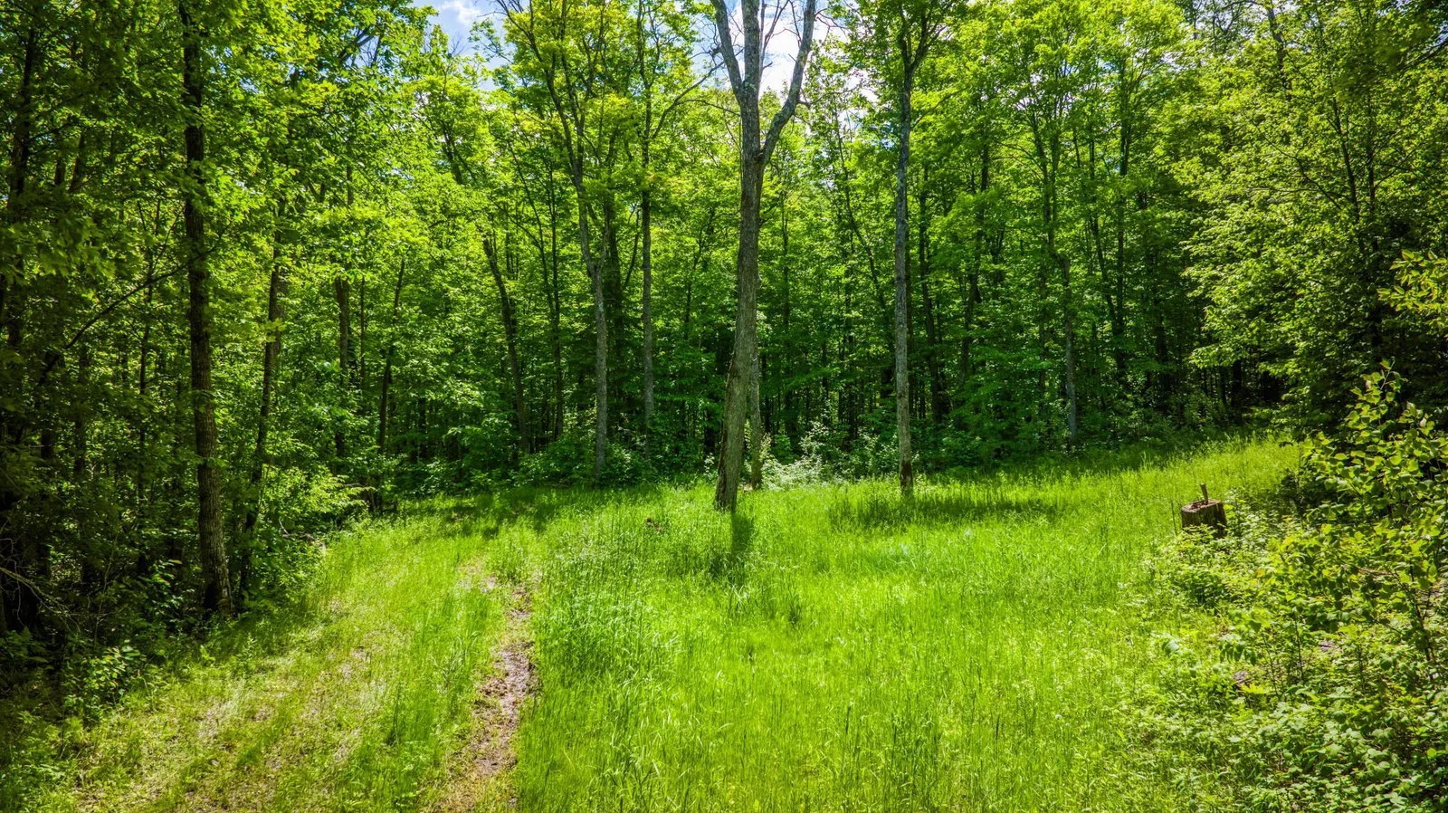 Trails.jpg