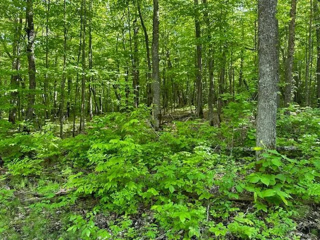Wooded Acreage.jpg
