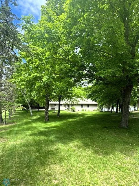 Large lightly wooded yard
