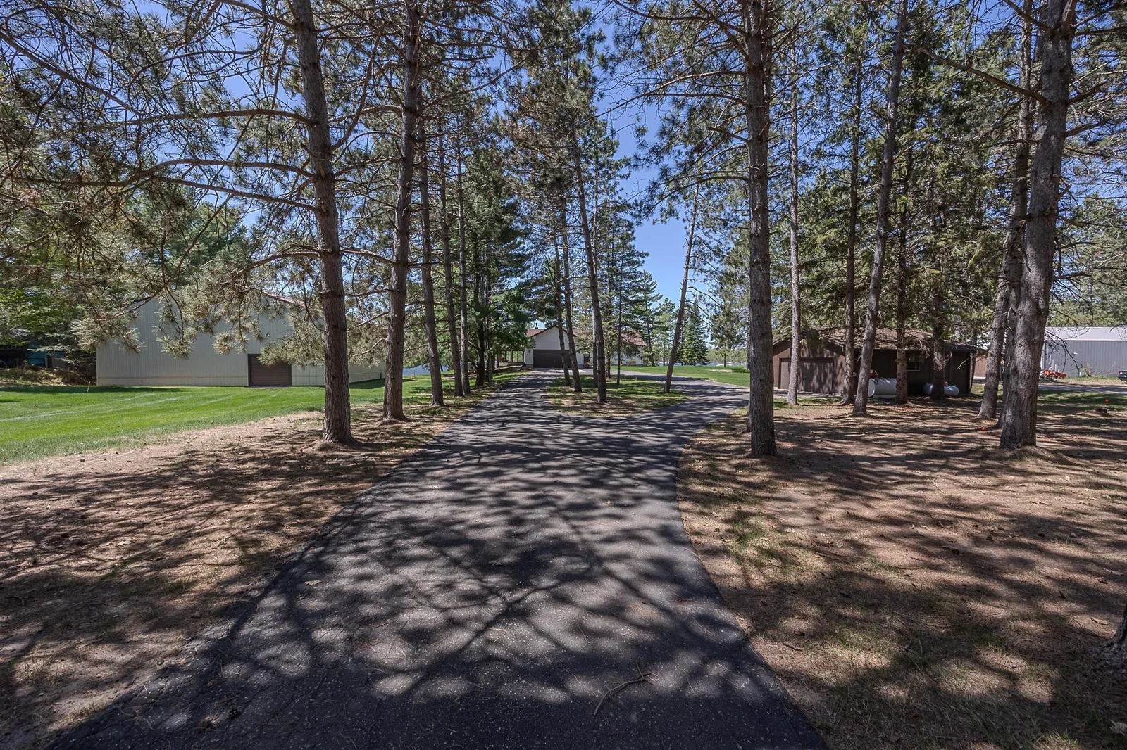 Large back yard with towering pine trees