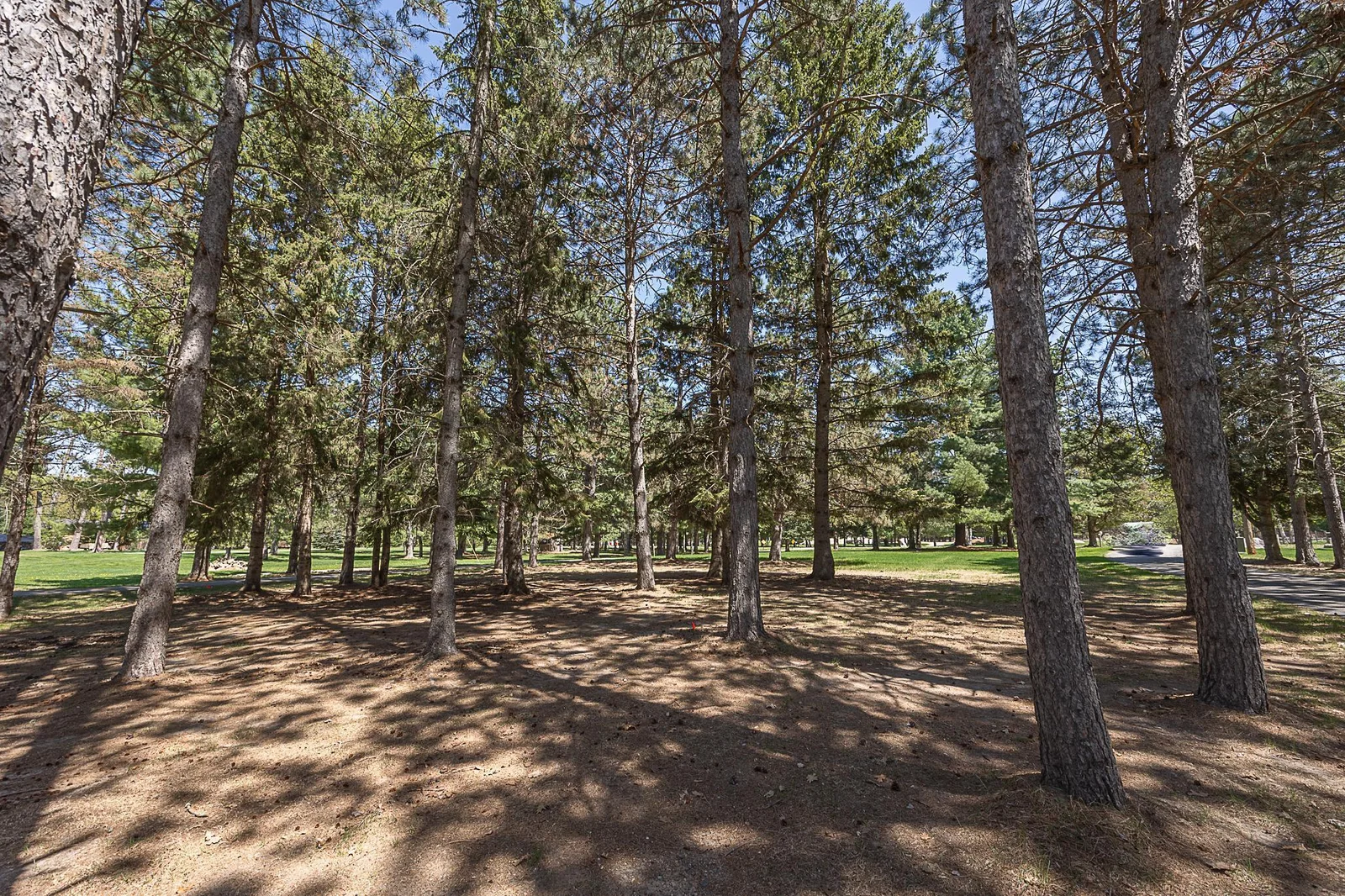 Towering pines in back yard