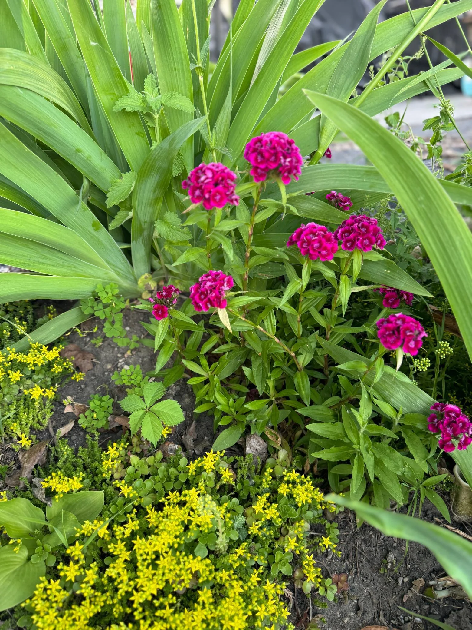 IMG_0877.jpeg