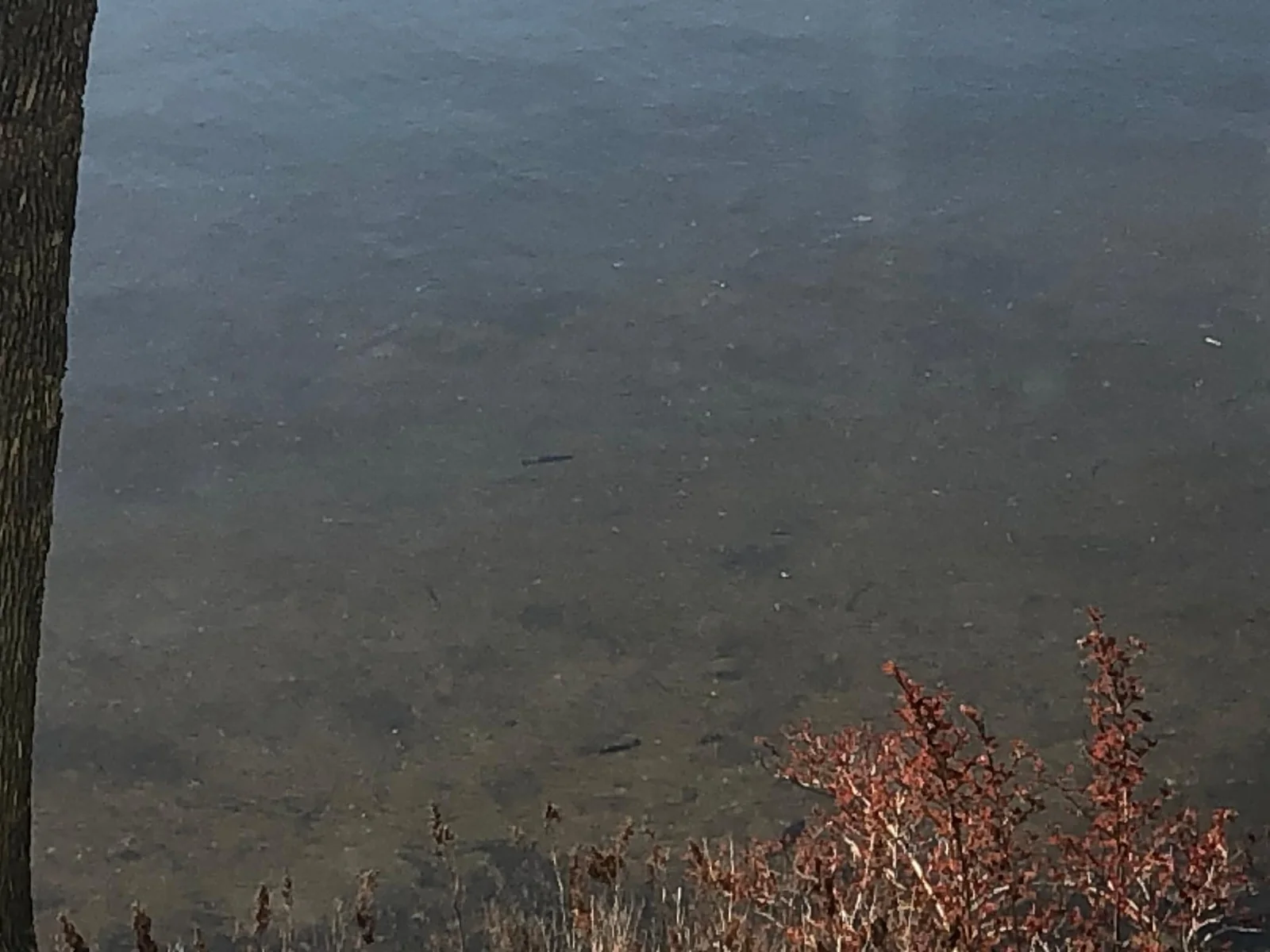 See fish from main level window!