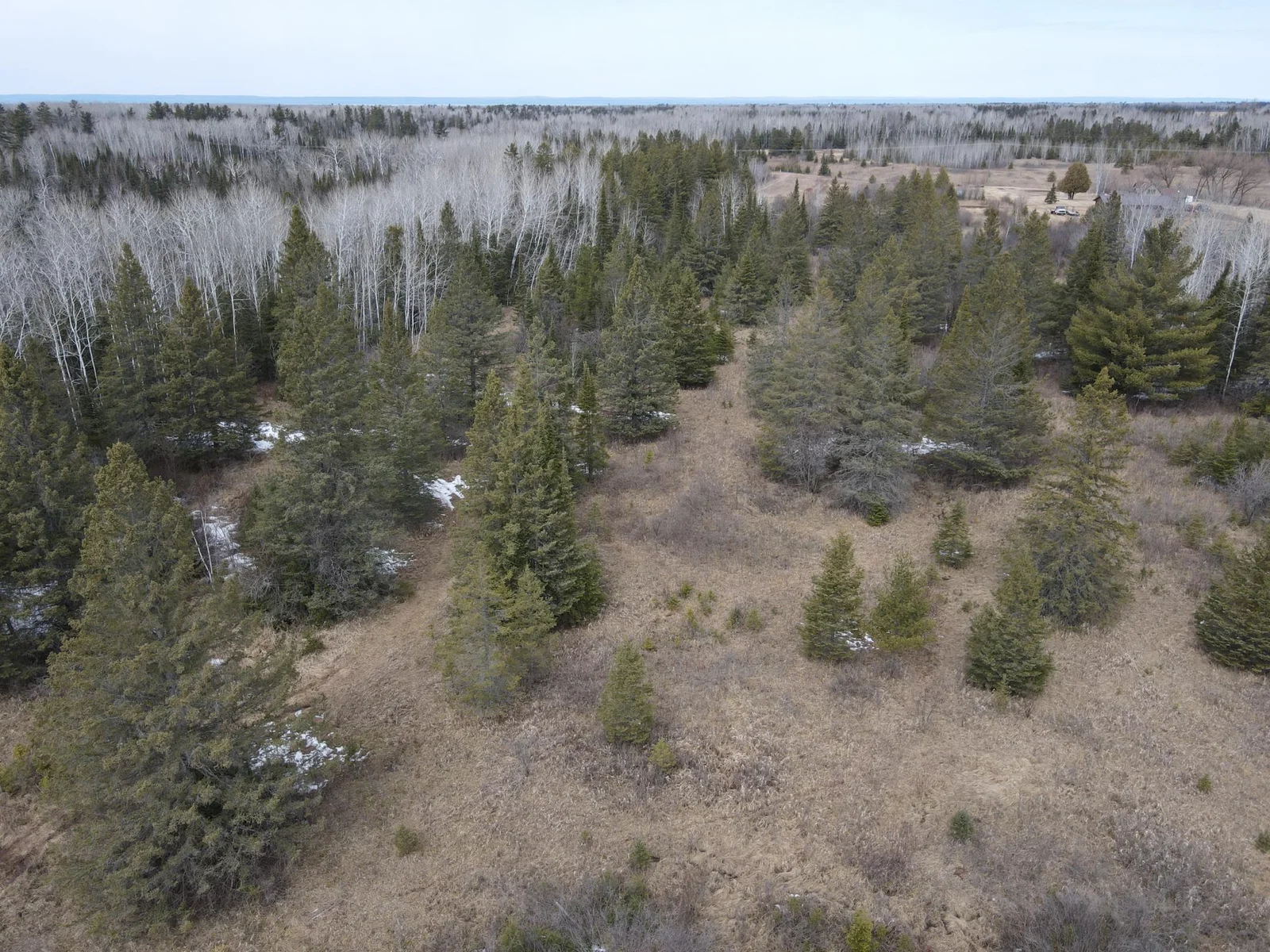 Plenty of pine and birch for wildlife cover