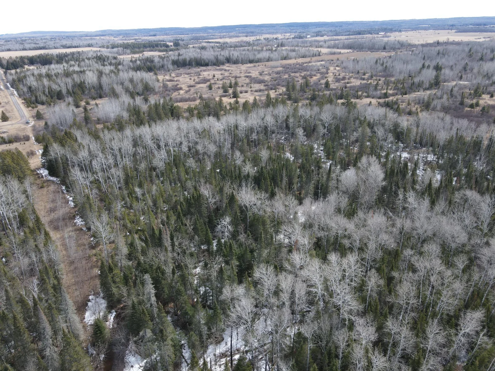 Nice mix of pine and birch