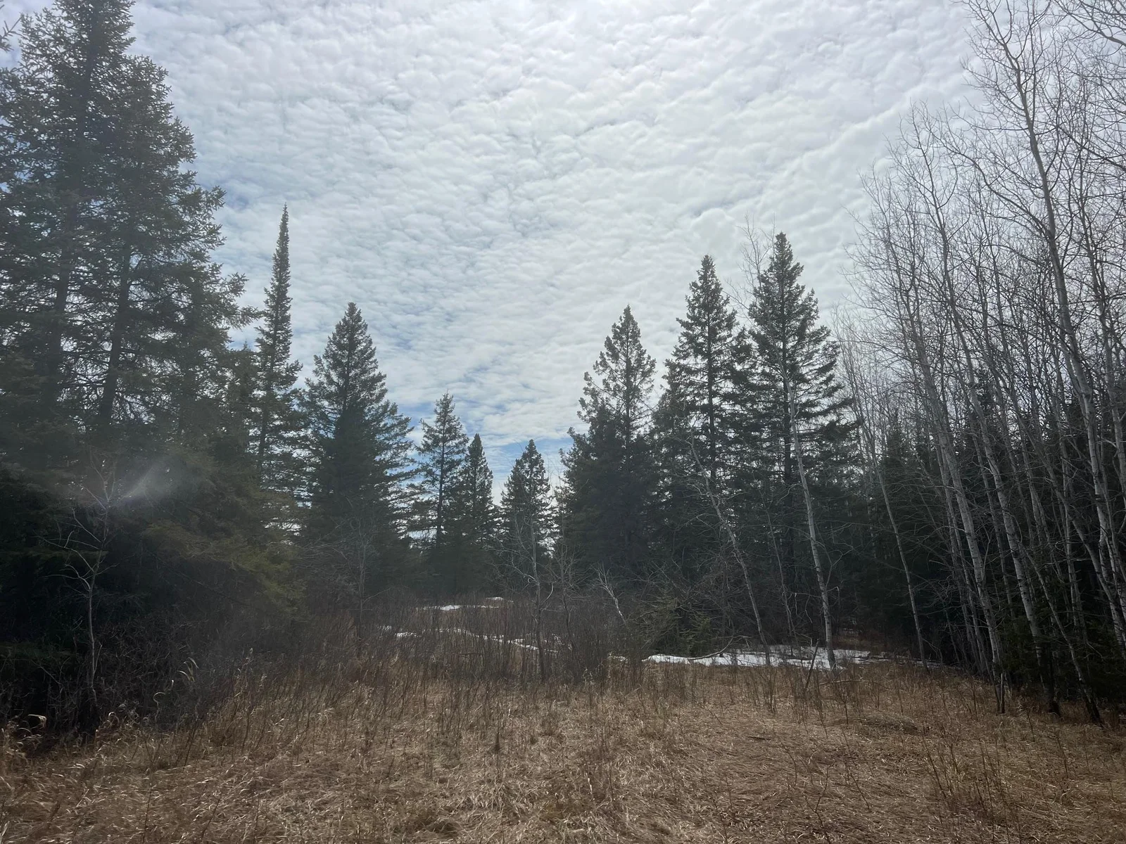 Pine and birch