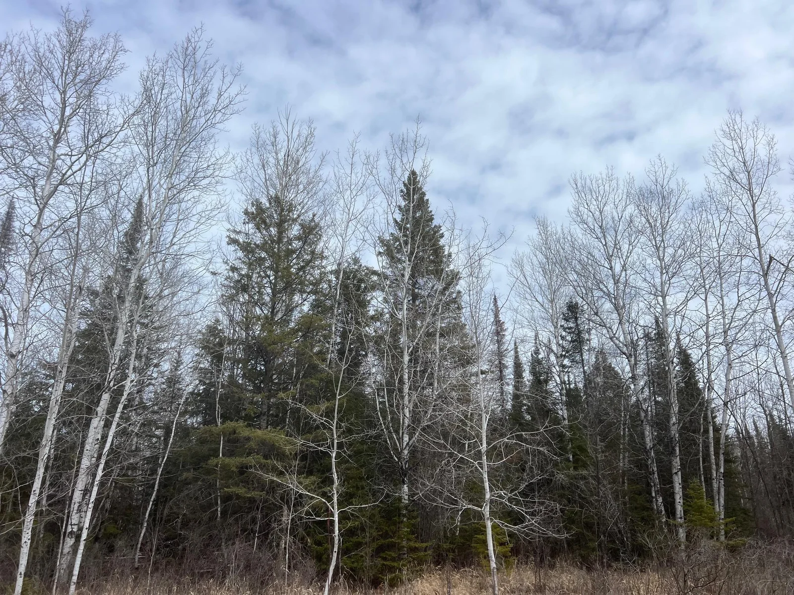 Big pines