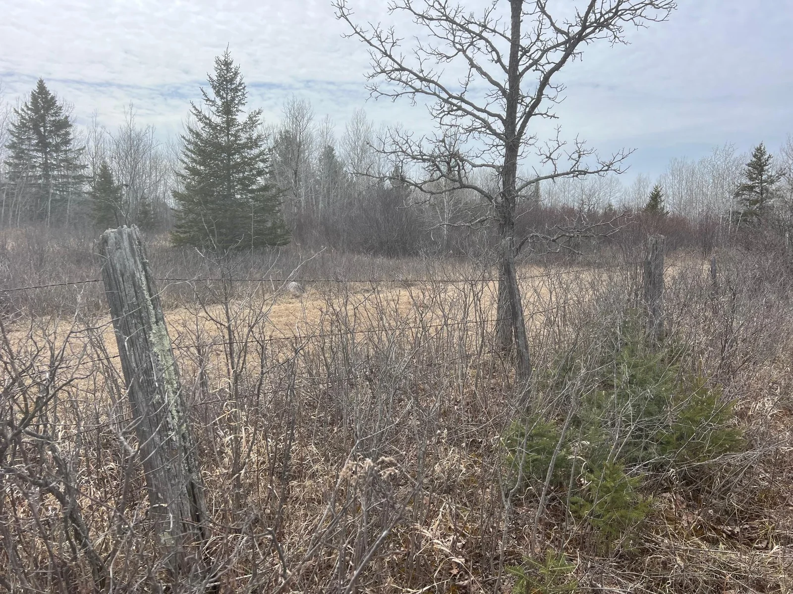 Fencing along the South line