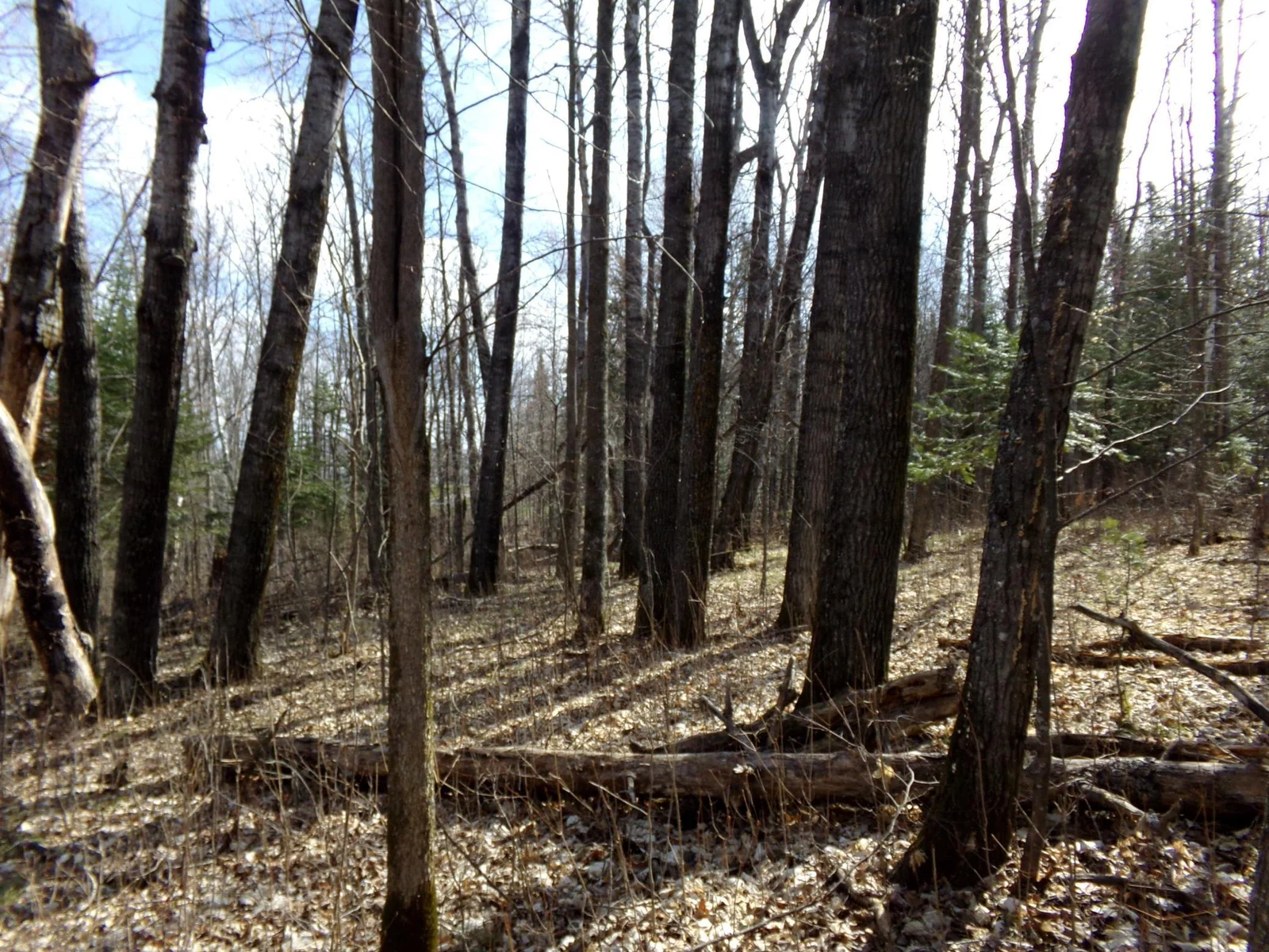 Thumbnail photo 4