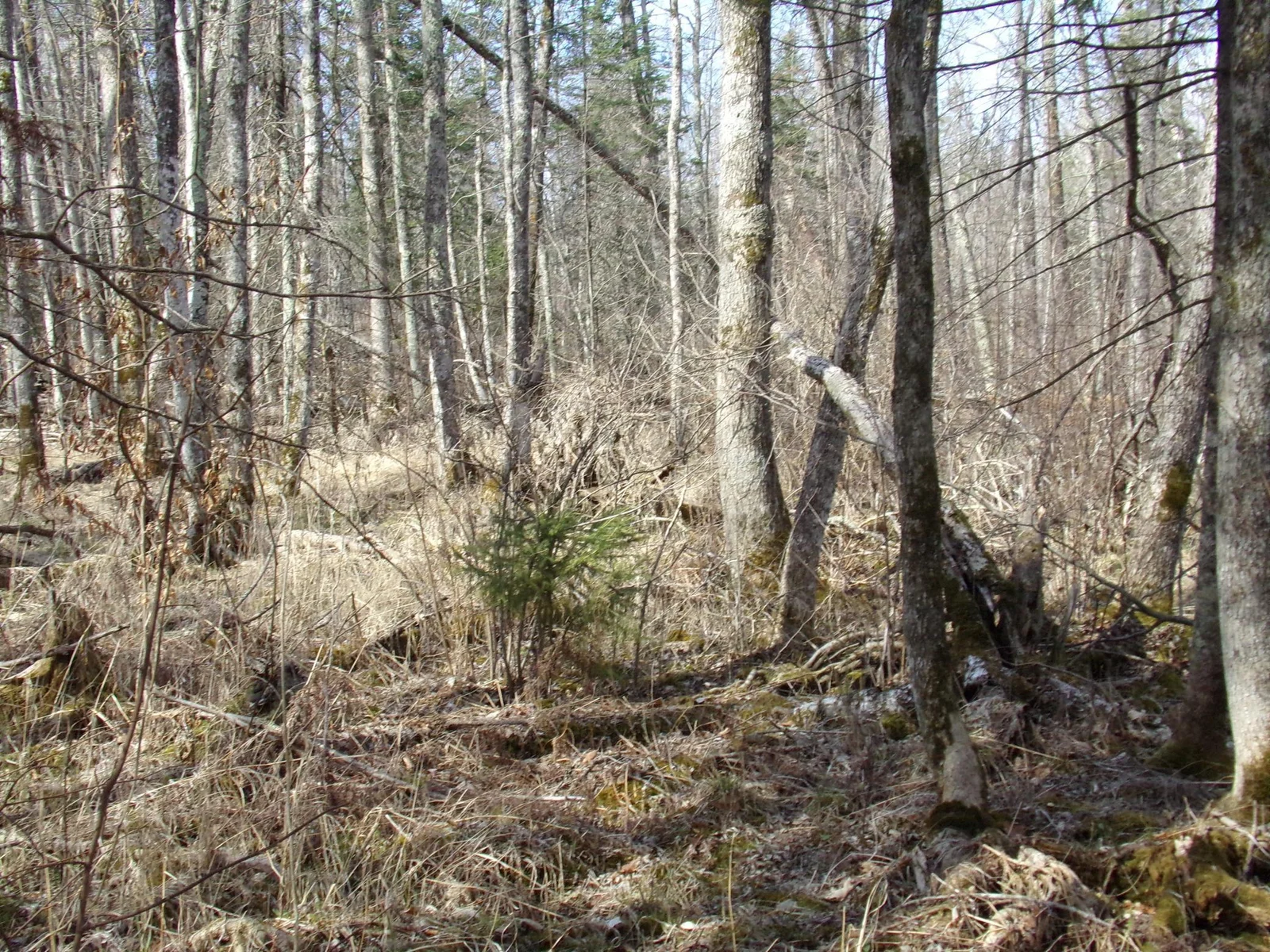 Thumbnail photo 11