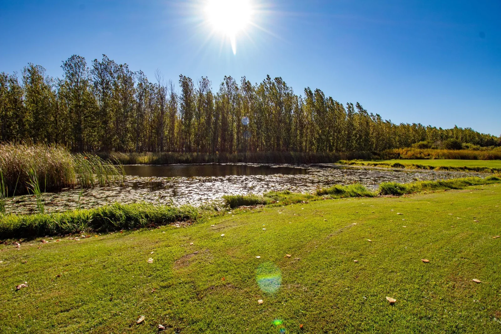 10 Back yard 3.jpg