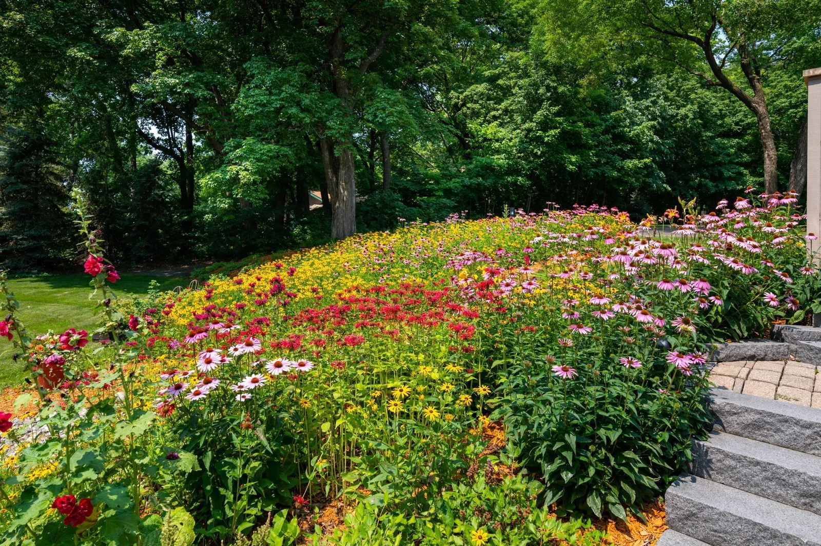 In full bloom