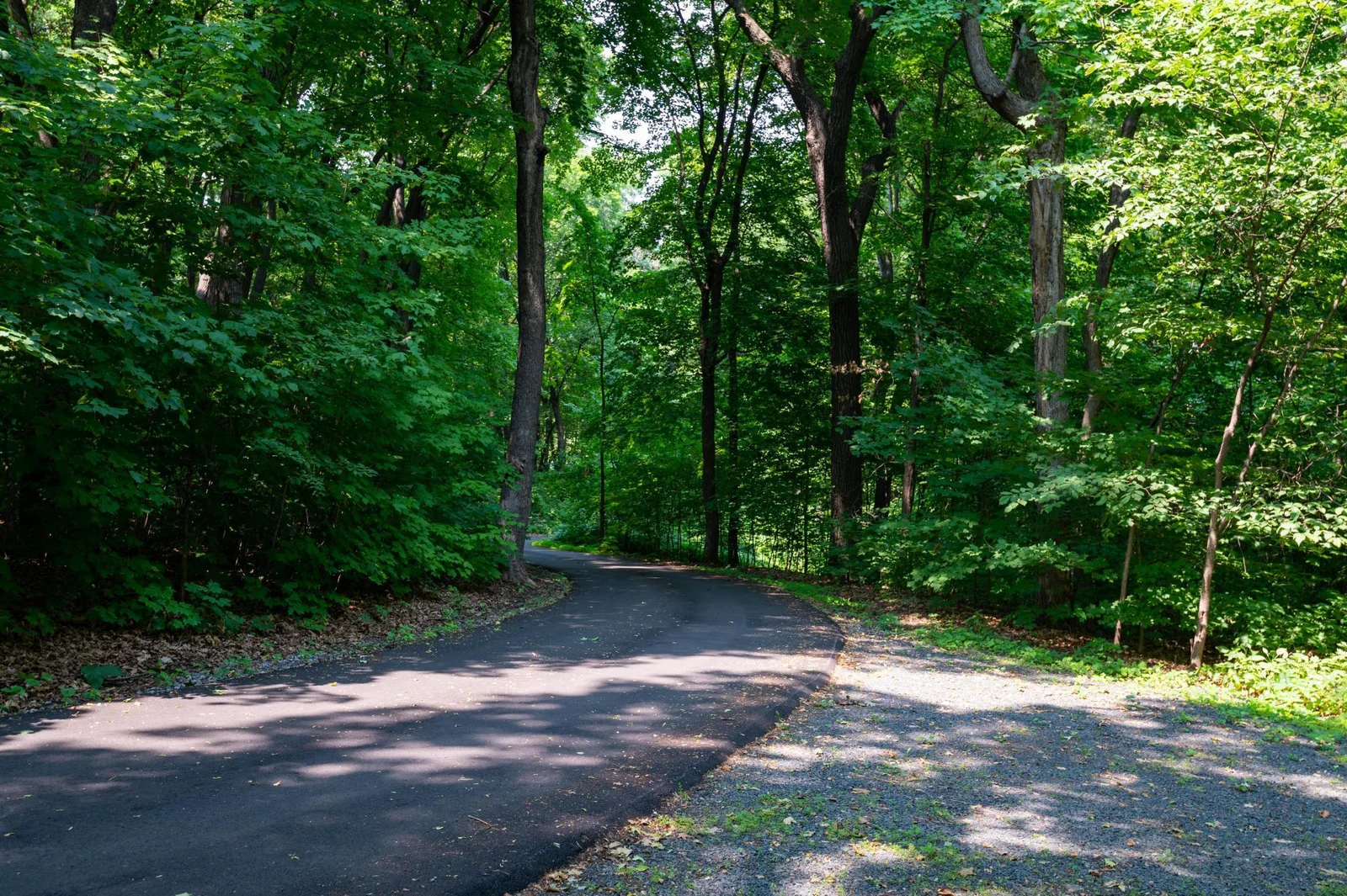 Tree-lined driveway