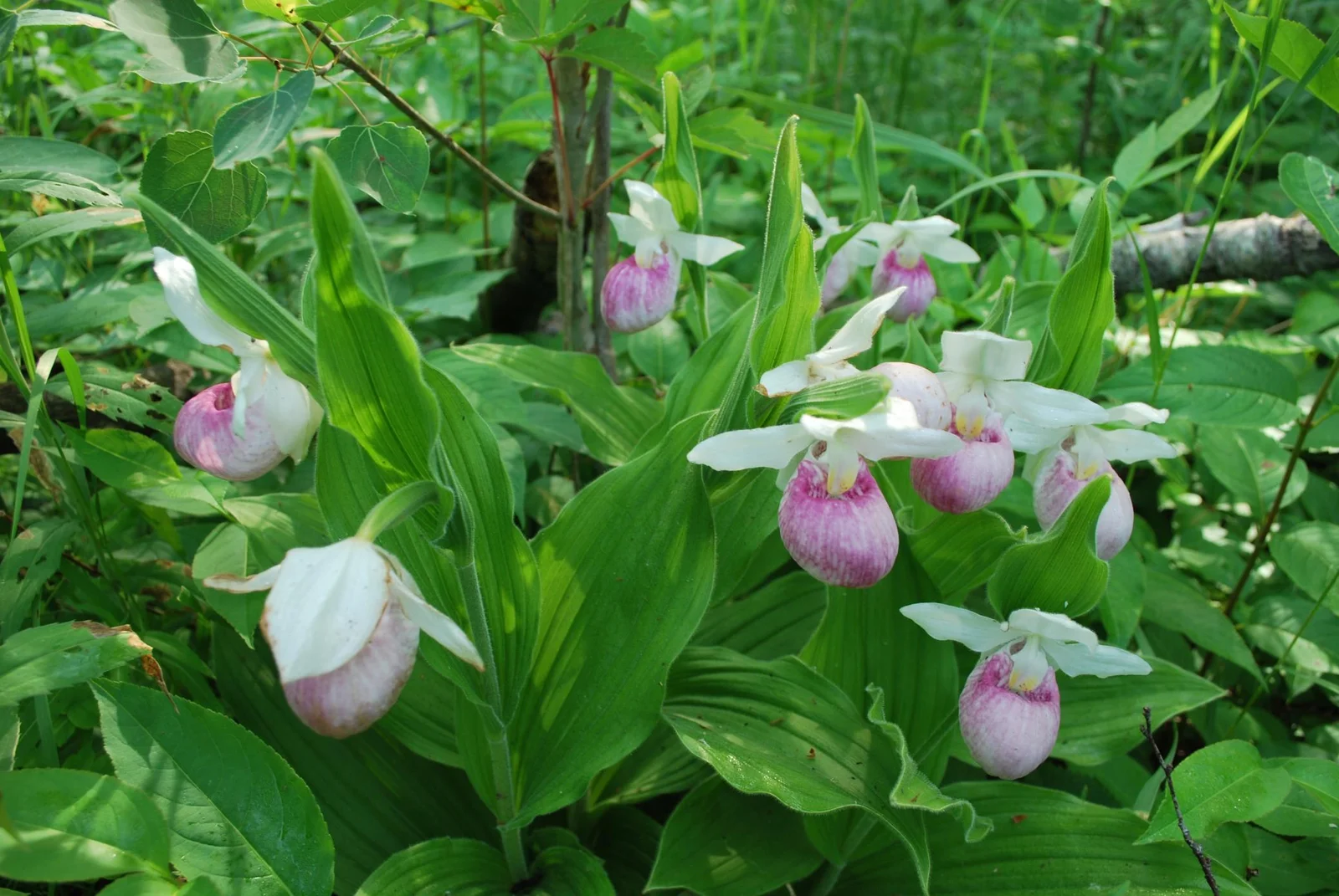nature abounds