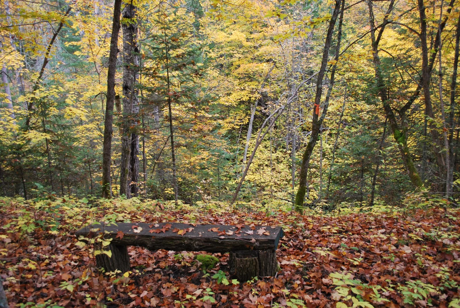 woods
