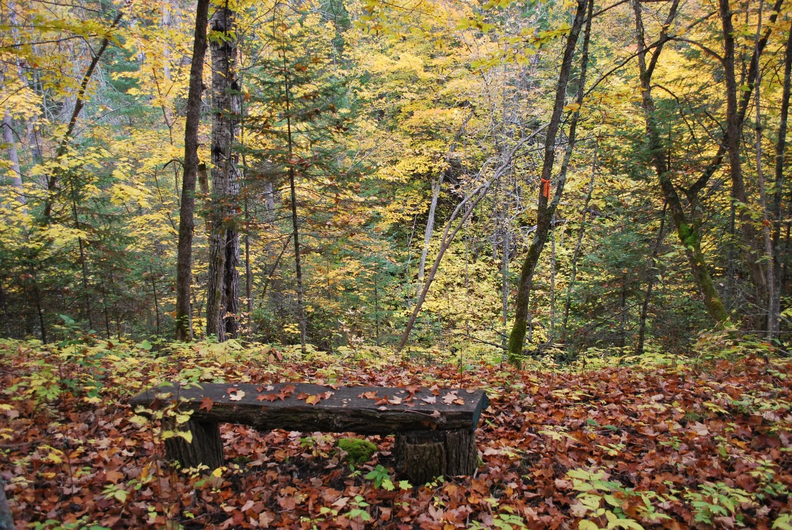 woods