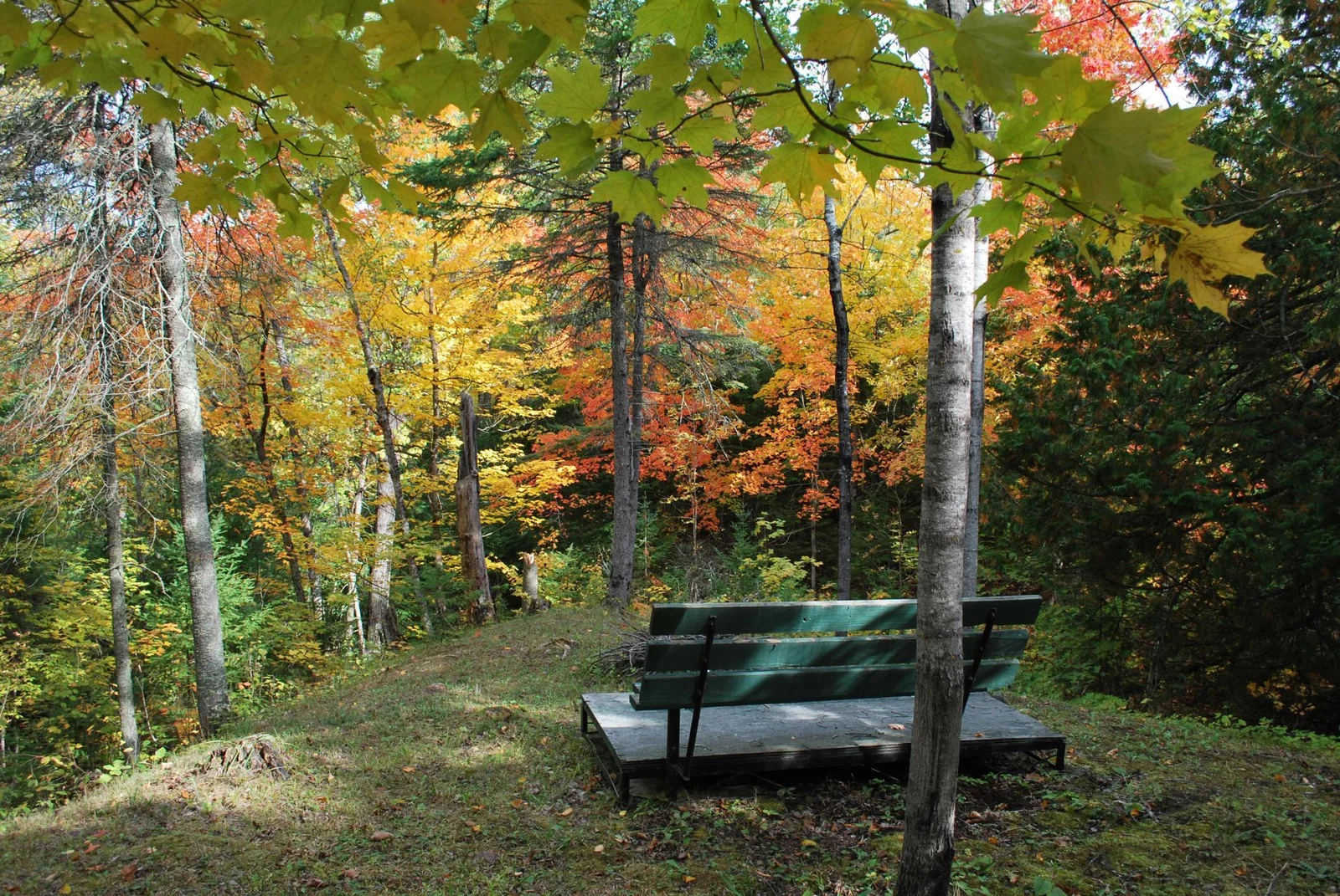 woods view