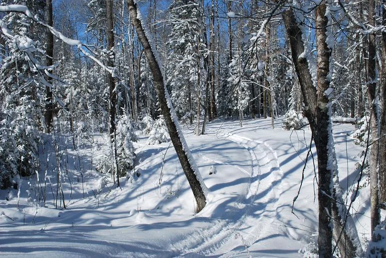 views of woods