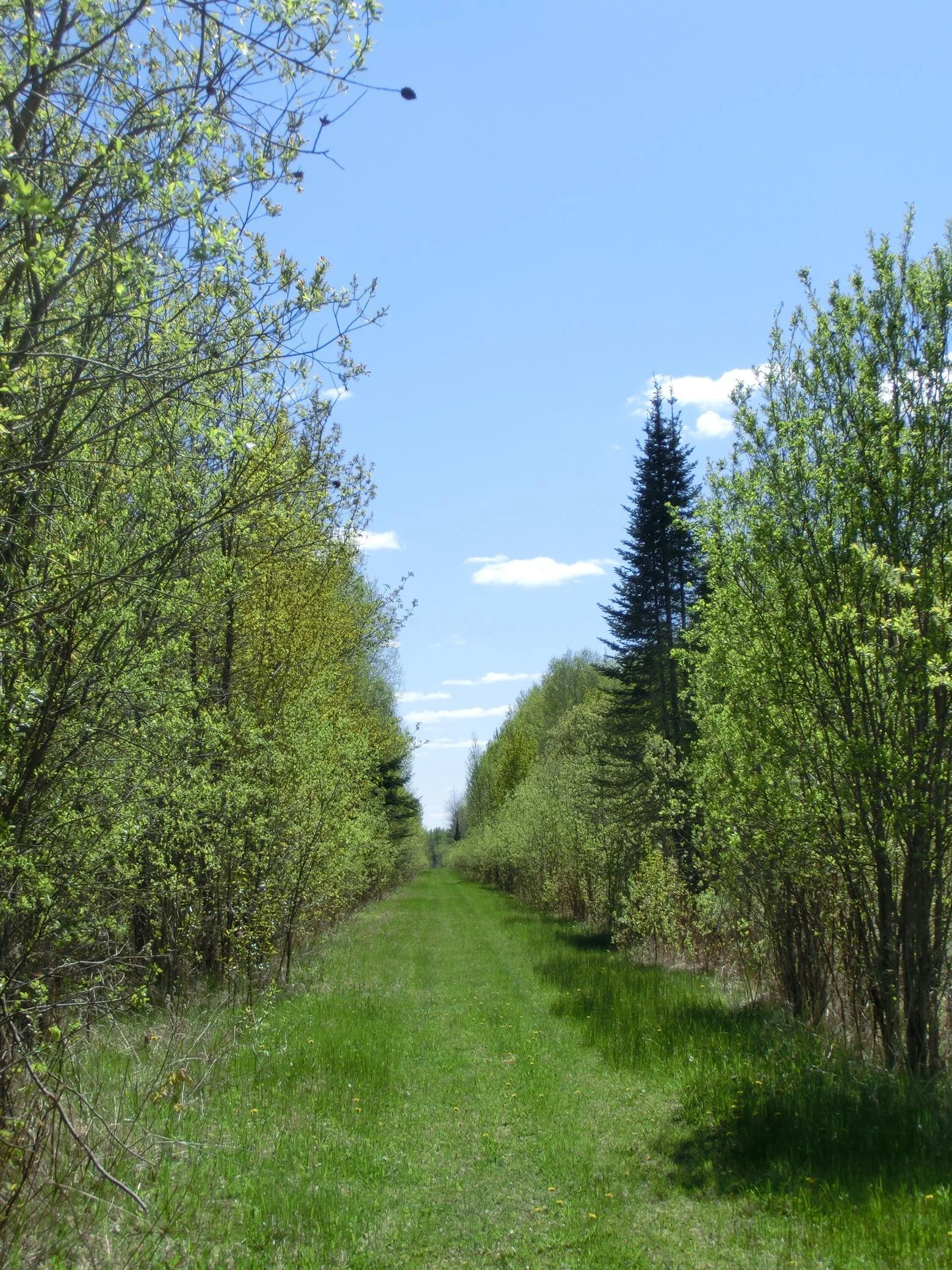 trails