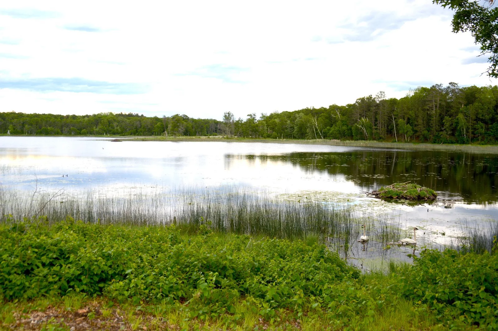 DSC_0110.JPG