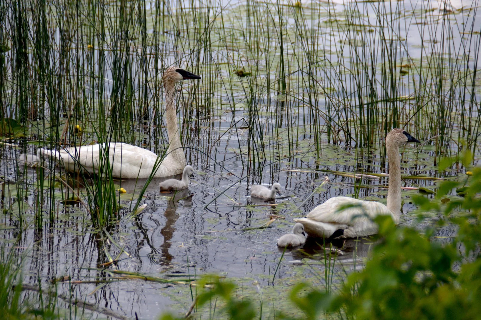DSC_0104.JPG