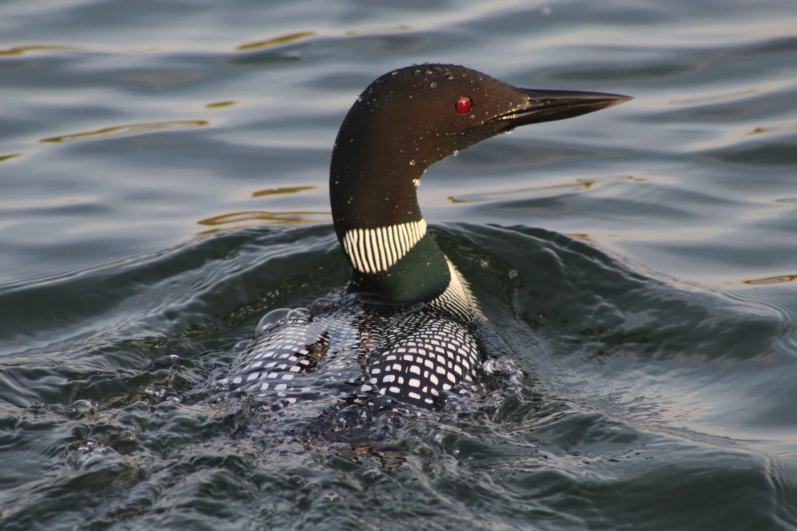 Enjoy all the wild life long lake has to offer